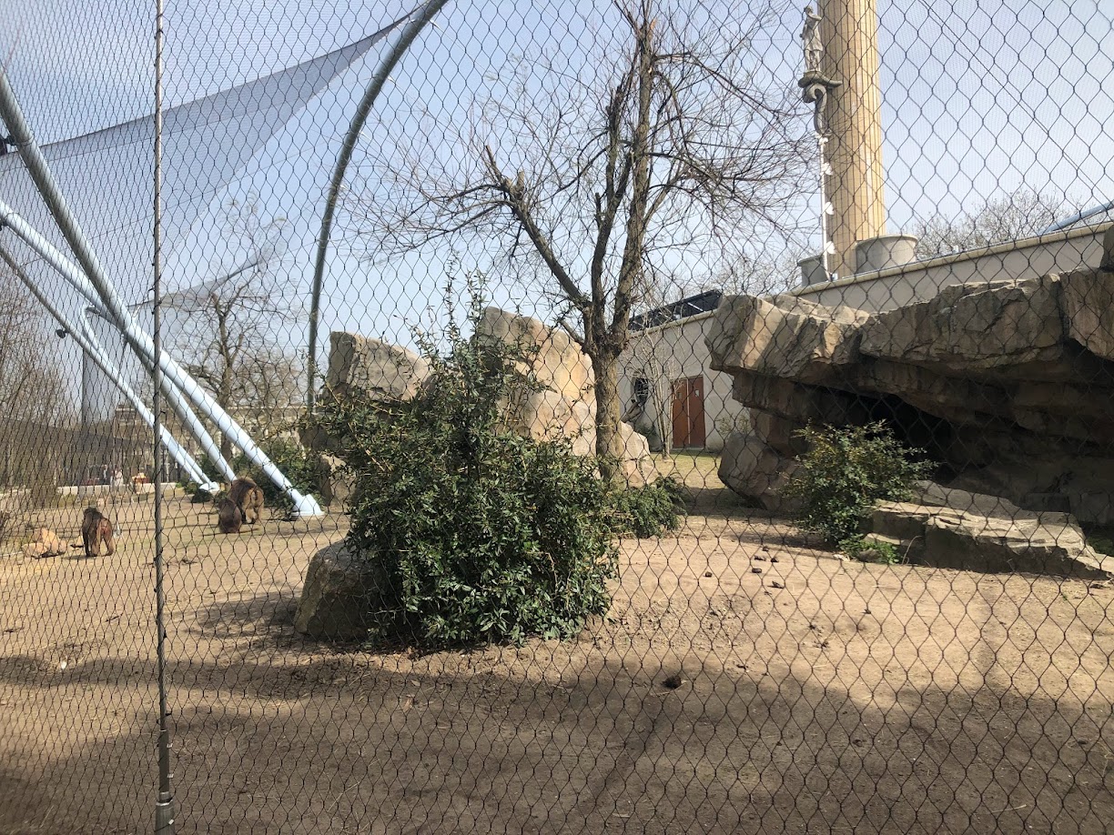 Rotterdam Zoo- gelada outdoor enclosure- 2022