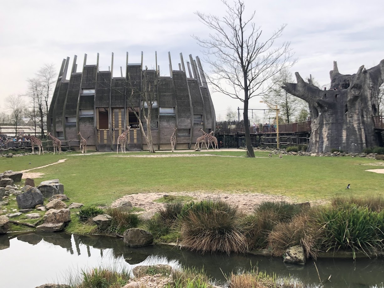 Rotterdam Zoo- giraffe enclosure- 2022