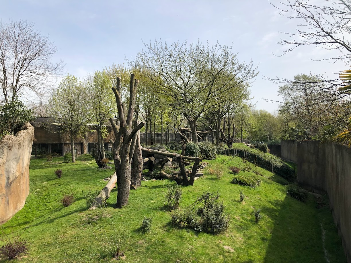 Rotterdam Zoo- gorilla enclosure- 2022