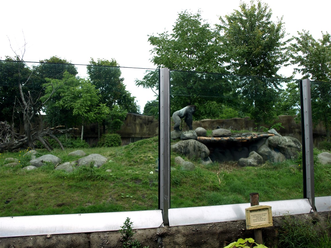 Rotterdam Zoo - Gorilla exhibit