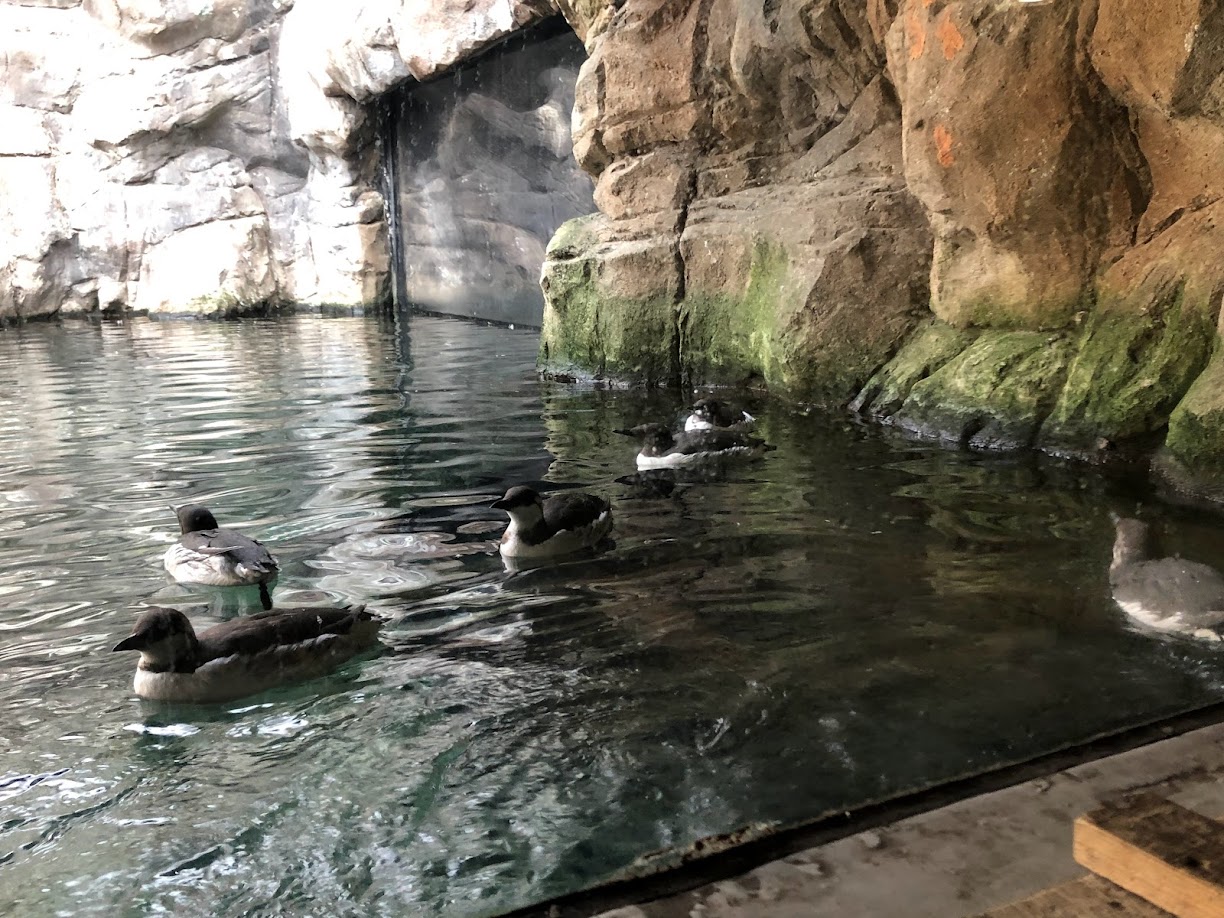 Rotterdam Zoo- group of common guillemot- 2022