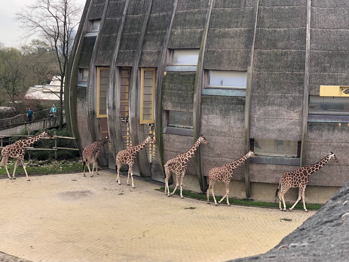 Rotterdam Zoo- herd of netted giraffes- 2022