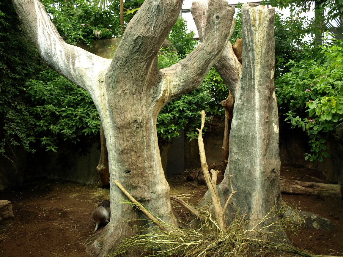 Rotterdam Zoo - Hutia exhibit
