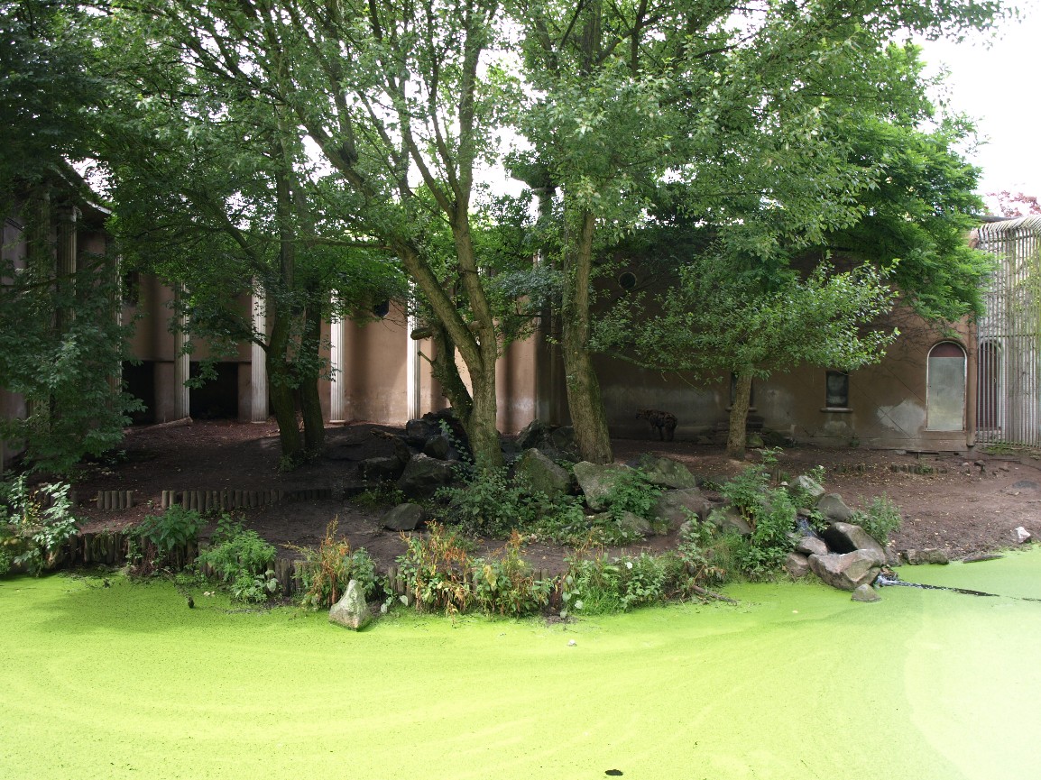 Rotterdam Zoo - Hyena exhibit