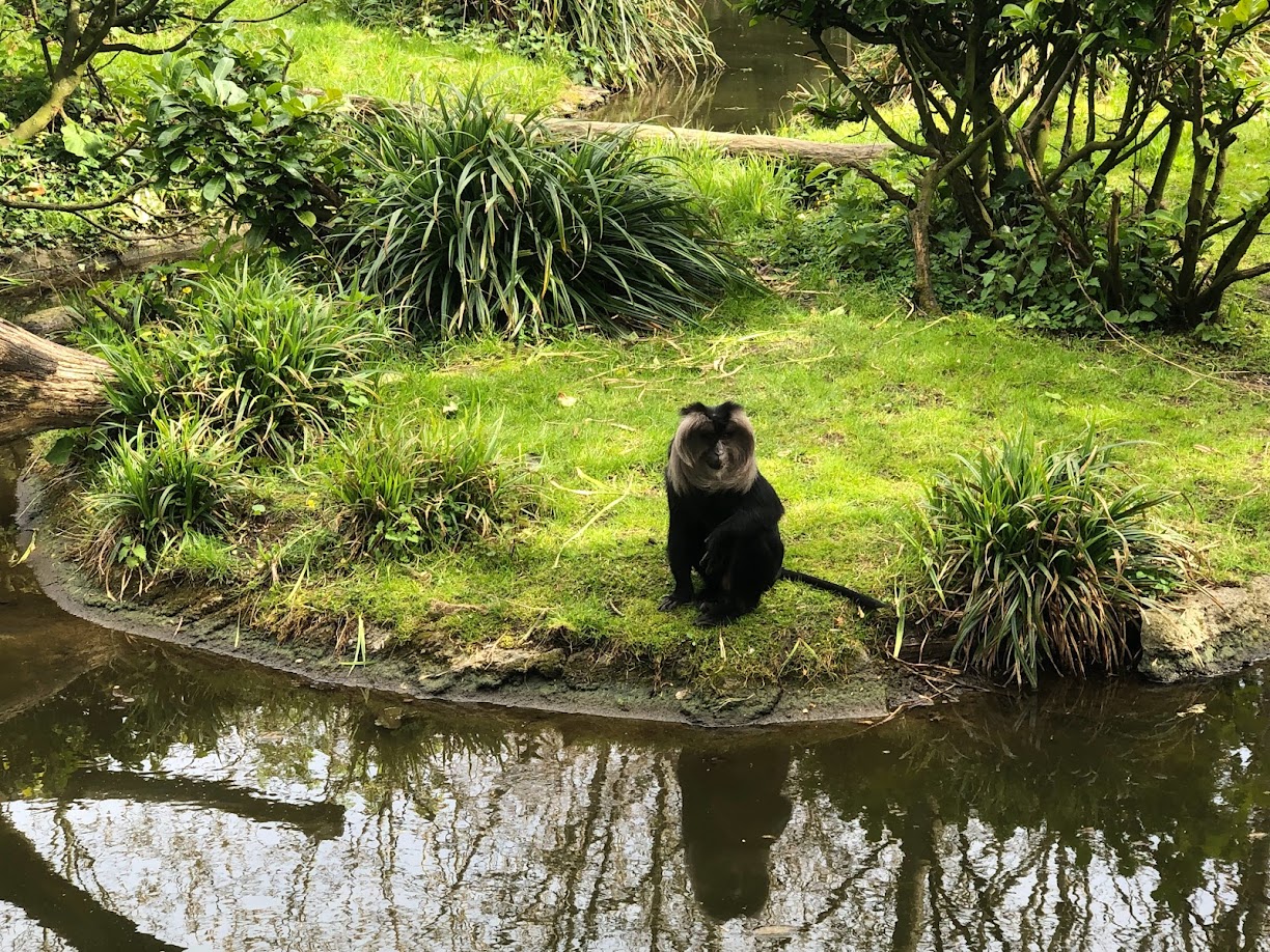 Rotterdam Zoo- lion-tailed maqacue- 2022