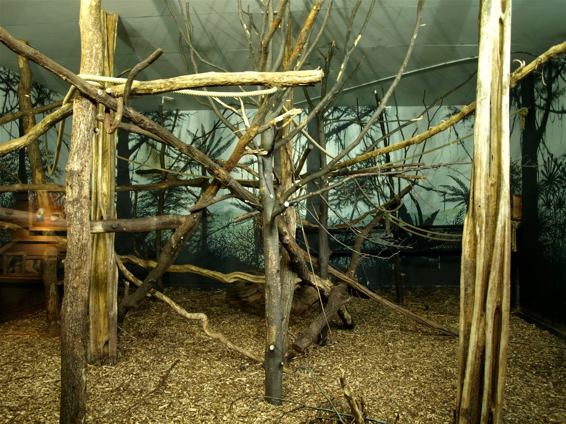 Rotterdam Zoo - Macaque indoor exhibit