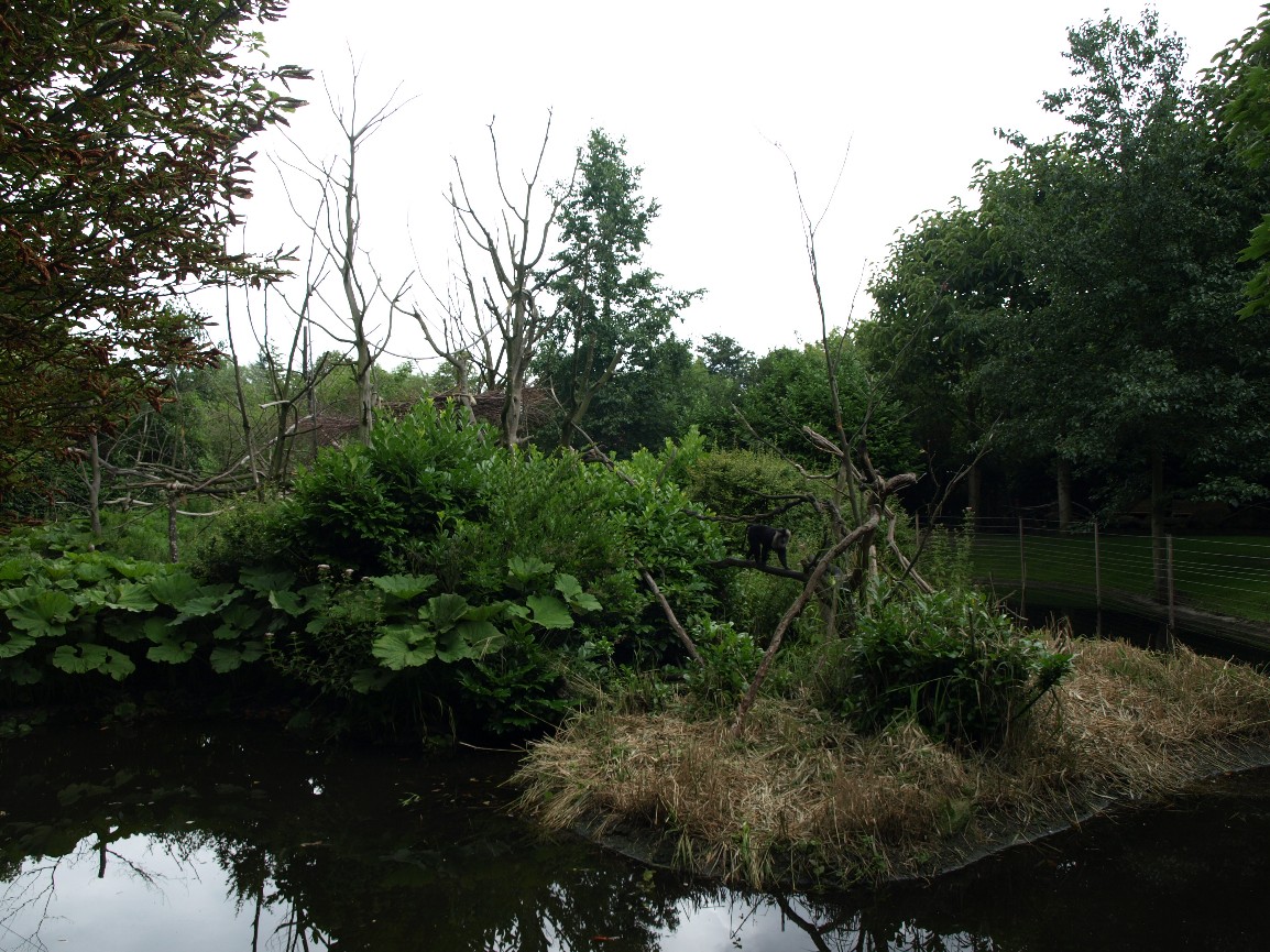 Rotterdam Zoo - Macaque island