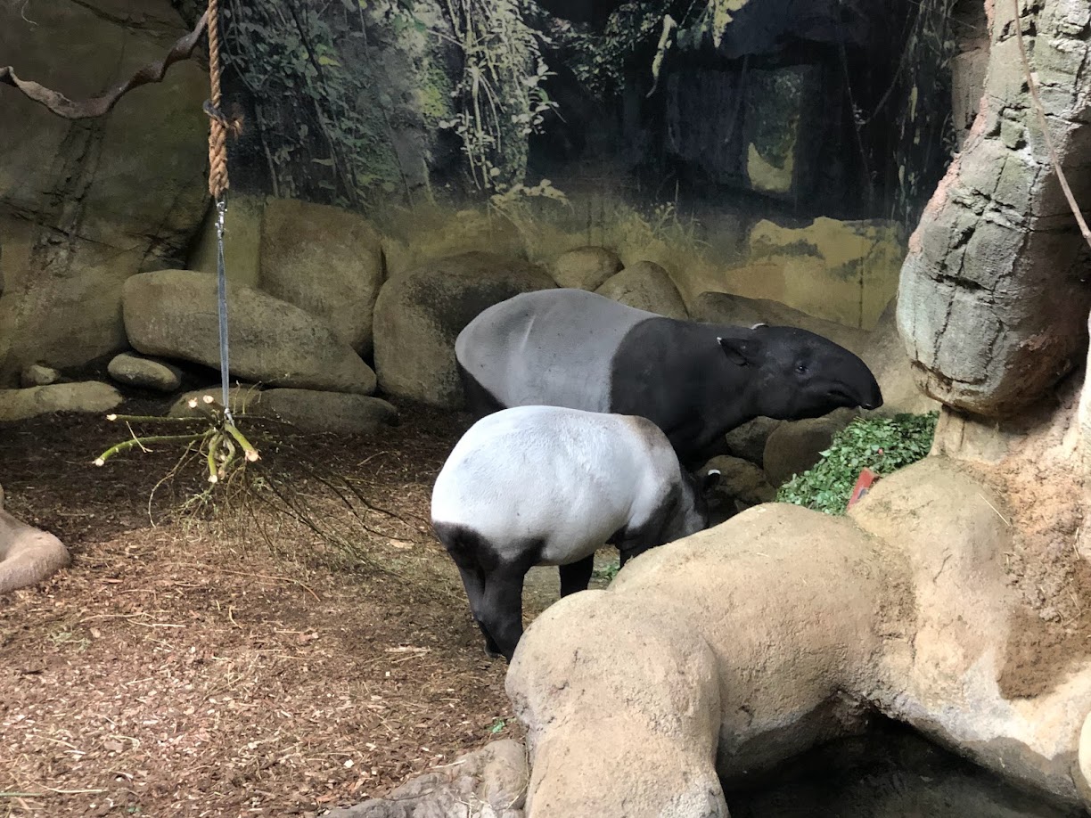 Rotterdam Zoo- Malayan tapir mother and calf- 2022