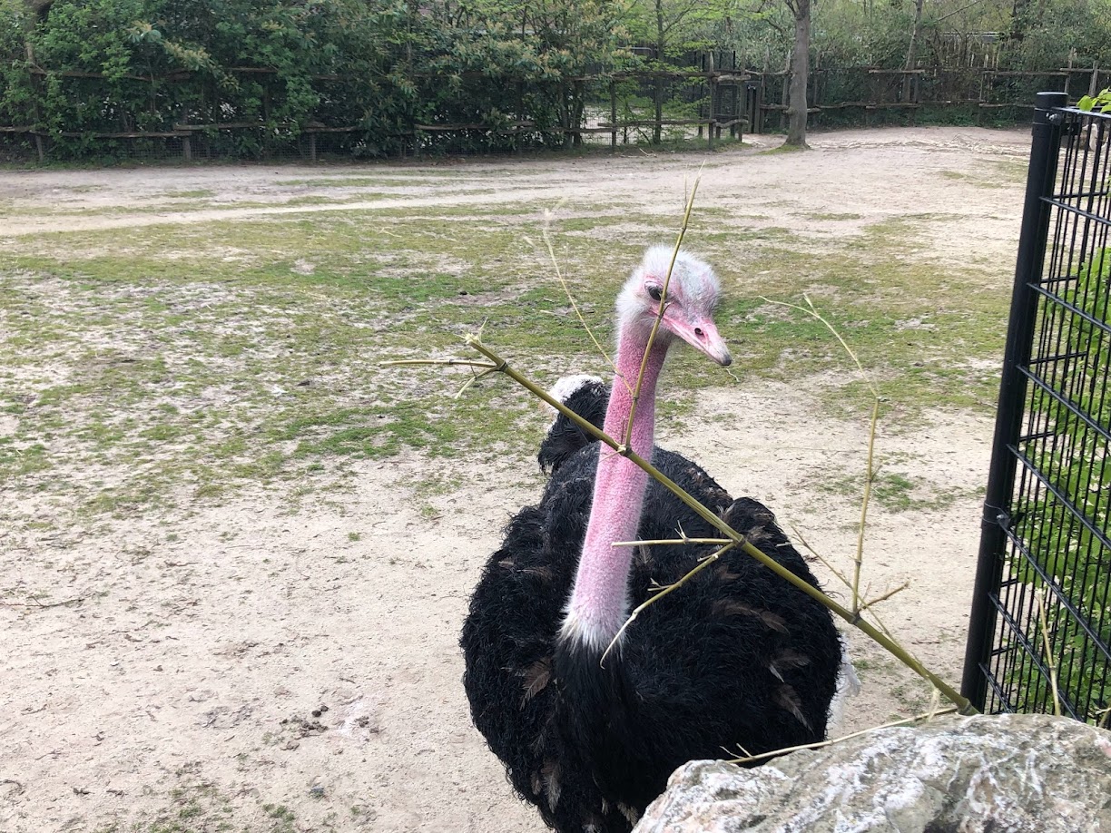 Rotterdam Zoo- male ostrich- 2022