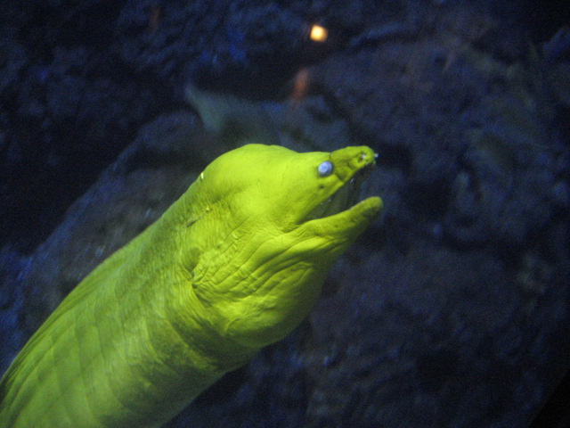 Rotterdam Zoo - Moray Eel