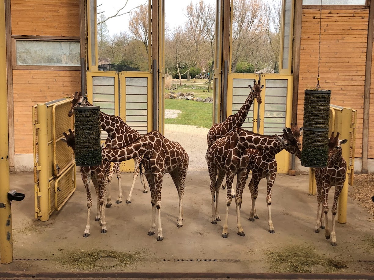 Rotterdam Zoo- netted giraffes feeding- 2022