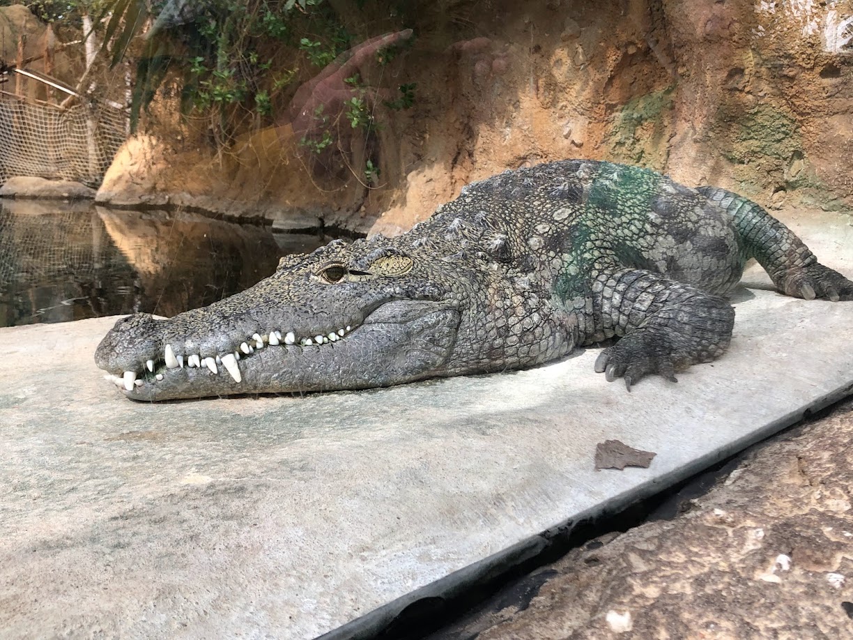 Rotterdam Zoo- Nile crocodile- 2022