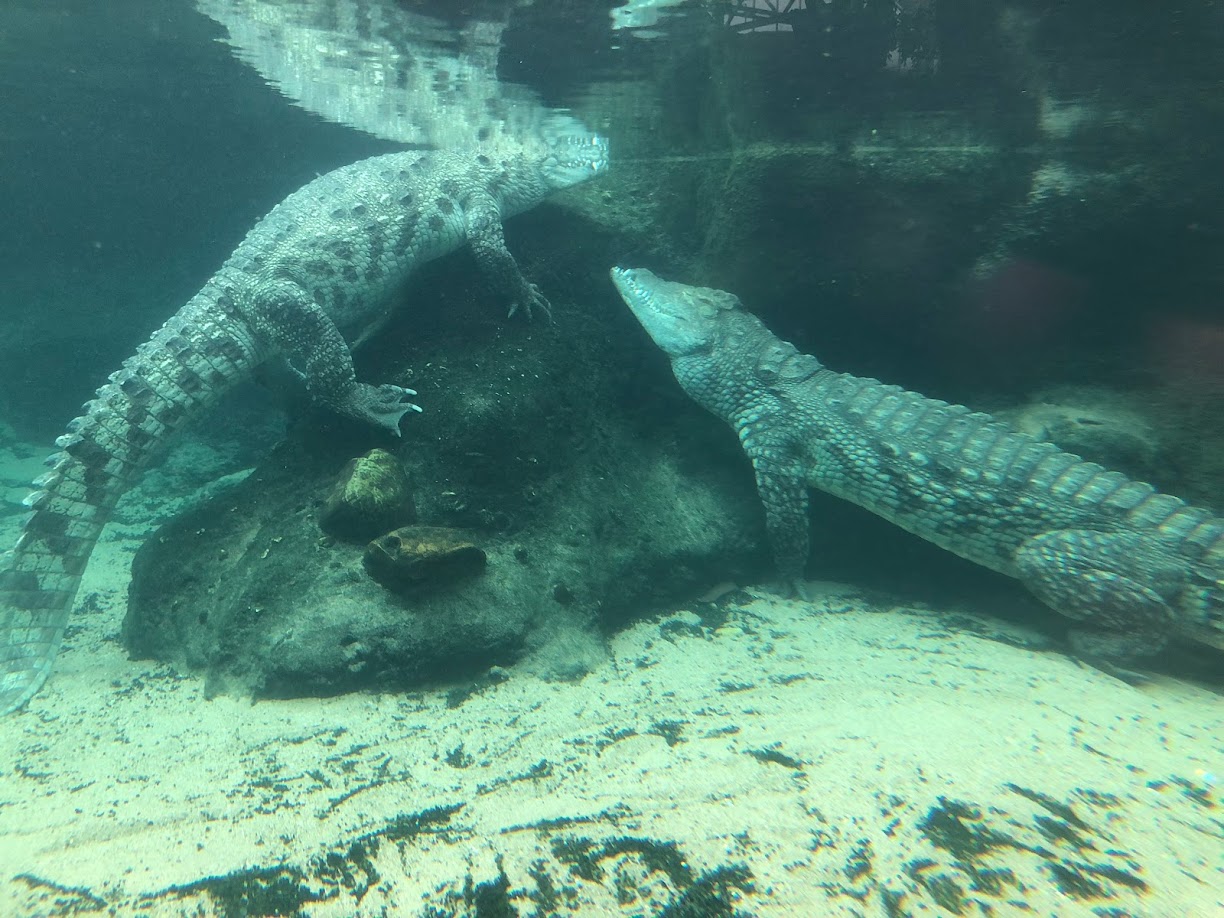 Rotterdam Zoo- nile crocodiles underwater- 2022