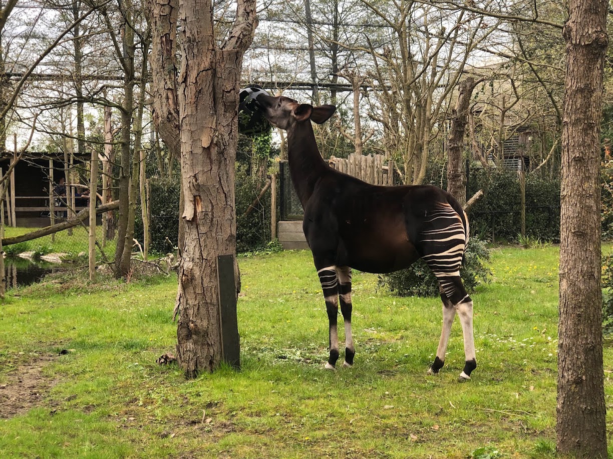 Rotterdam Zoo- okapi- 2022