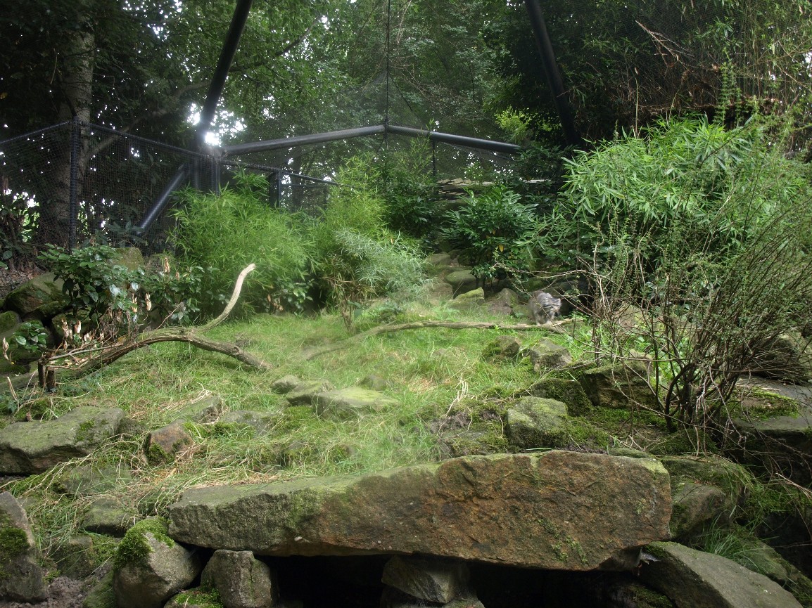 Rotterdam Zoo - Pallas cat exhibit