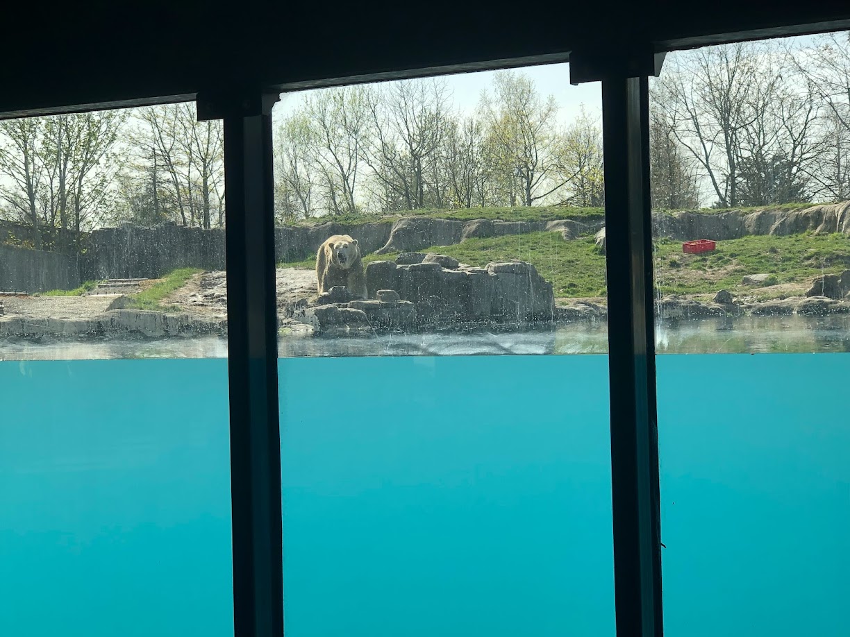Rotterdam Zoo- polar bear- 2022