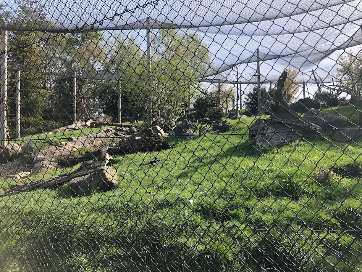 Rotterdam Zoo- polar fox enclsoure- 2022