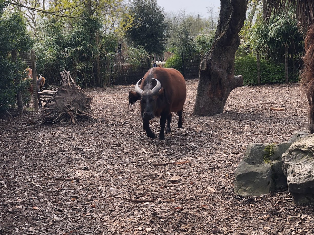 Rotterdam Zoo- red buffalo- 2022