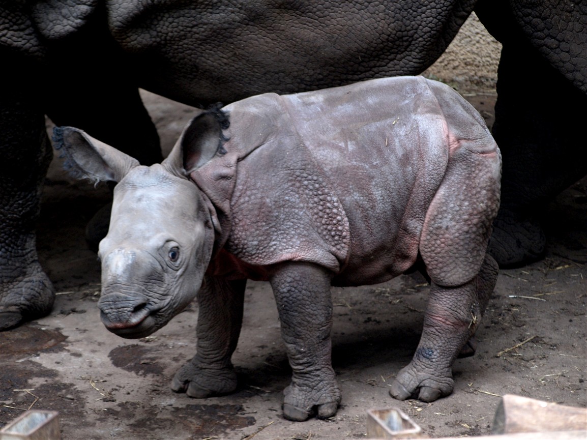 Rotterdam Zoo - Rhino baby
