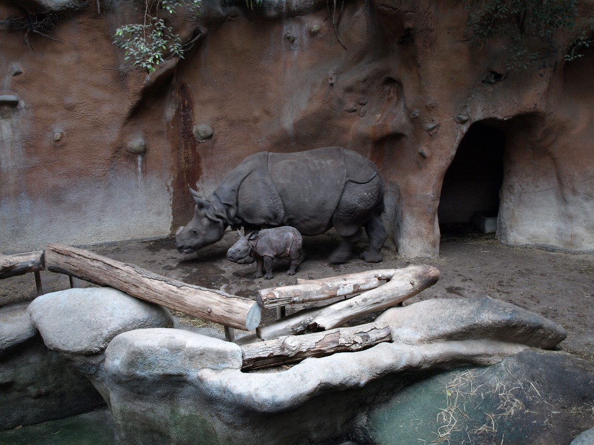 Rotterdam Zoo - Rhino indoor exhibit