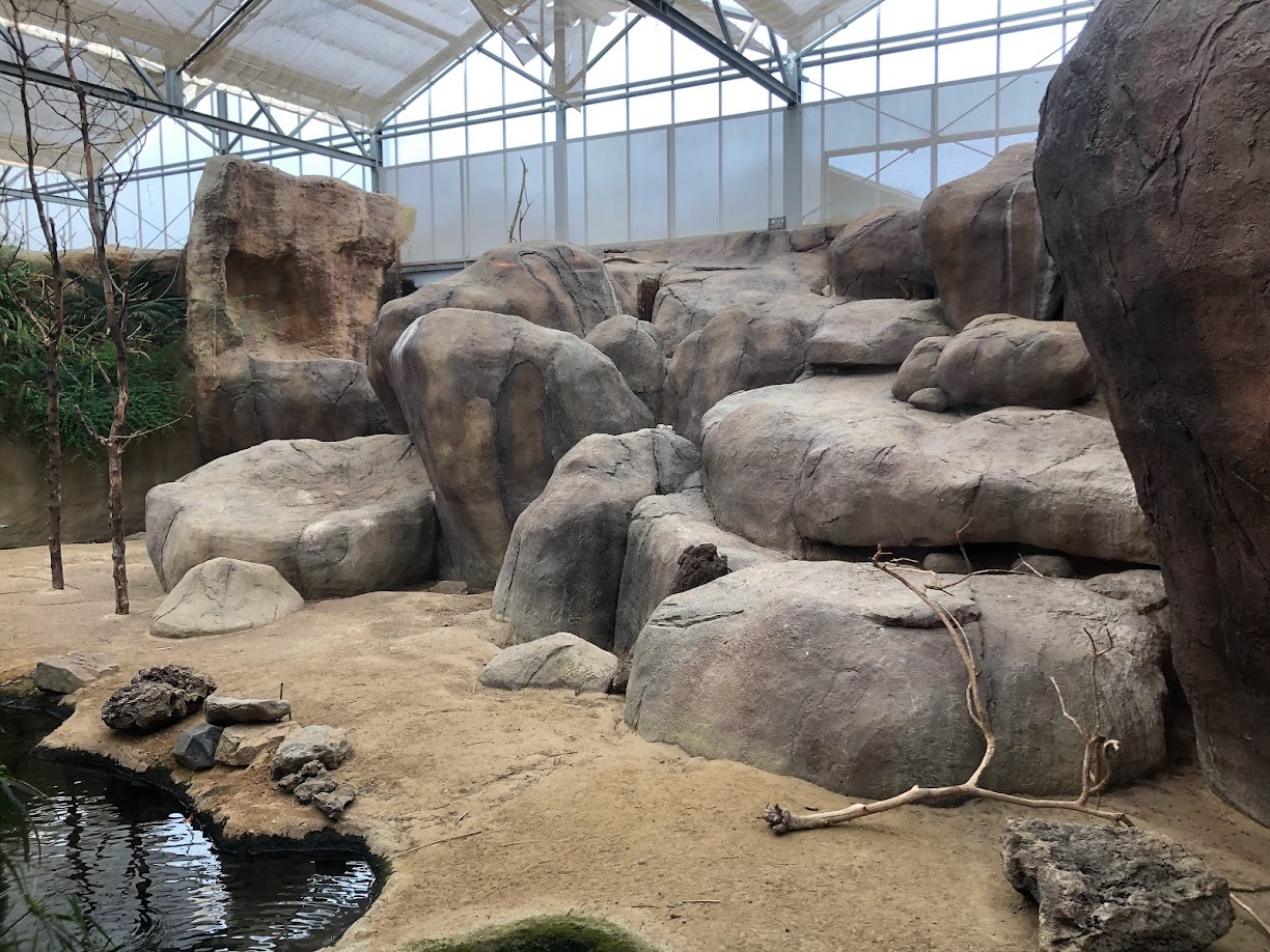 Rotterdam Zoo- rock-hyrax exhibit- 2022