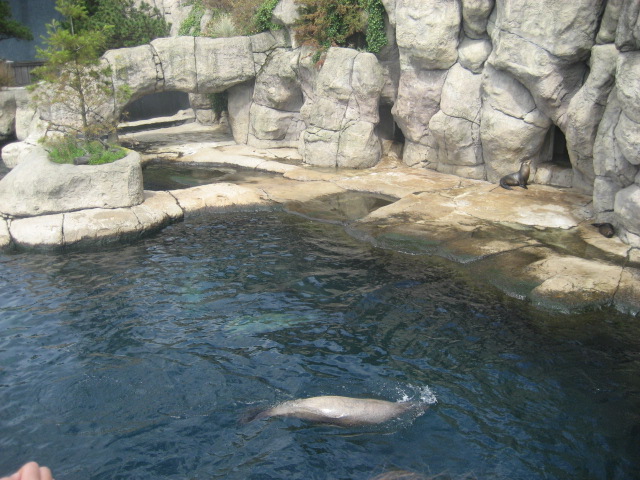 Rotterdam Zoo - Sea Lion exhibit