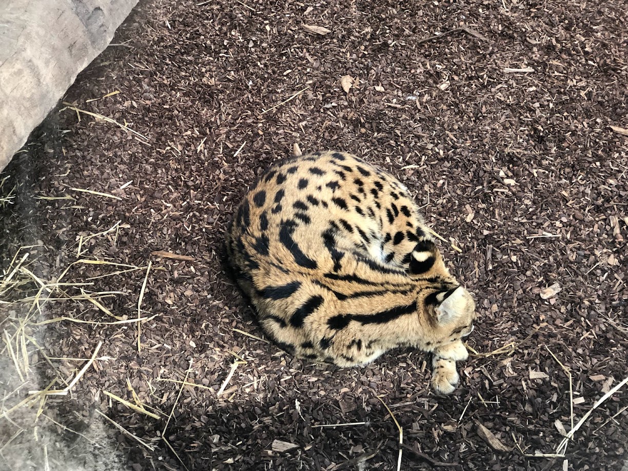 Rotterdam Zoo- sleeping serval- 2022