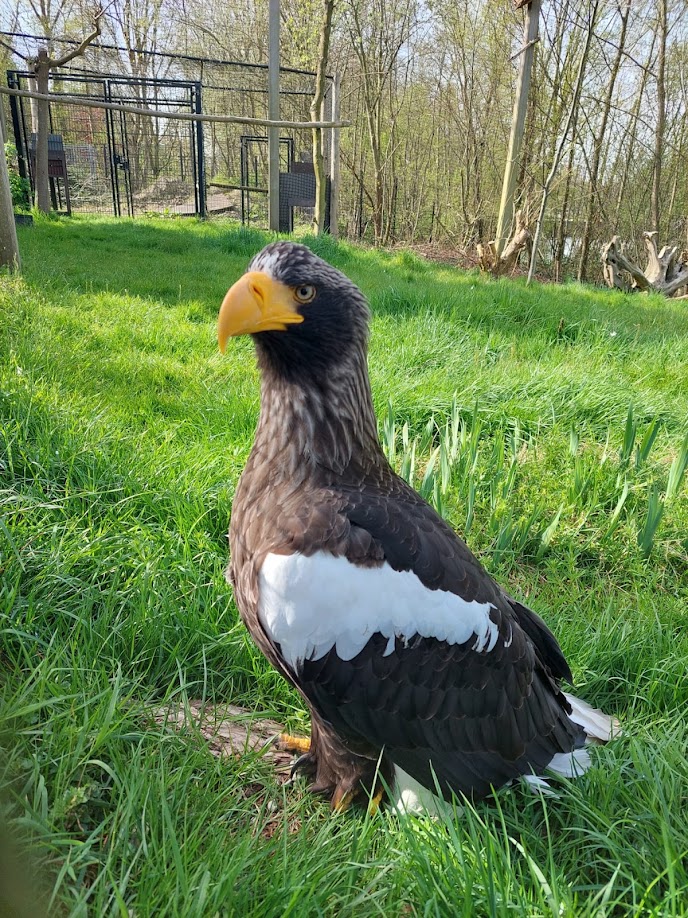 Rotterdam Zoo- Steller's sea eagle- 2022