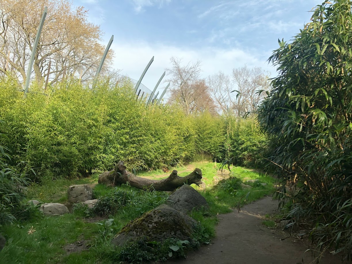 Rotterdam Zoo- Sumatran tiger enclosure- 2022