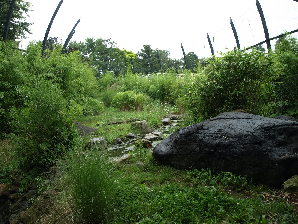 Rotterdam Zoo - Tiger Creek