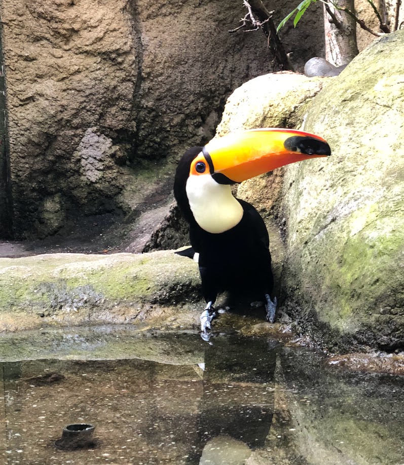 Rotterdam Zoo- toucan- 2022