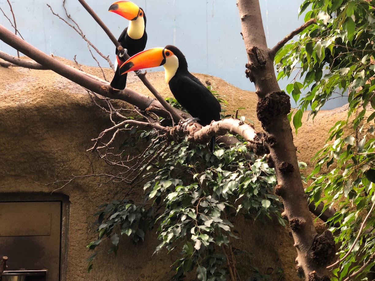 Rotterdam Zoo- toucans- 2022