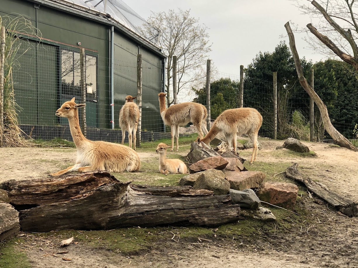 Rotterdam Zoo- vicugna group with foal- 2022