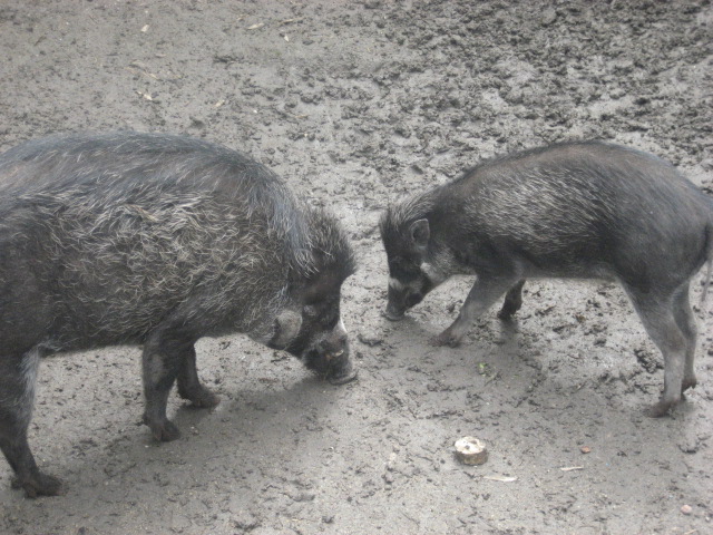 Rotterdam Zoo - Visayan Varty Pigs