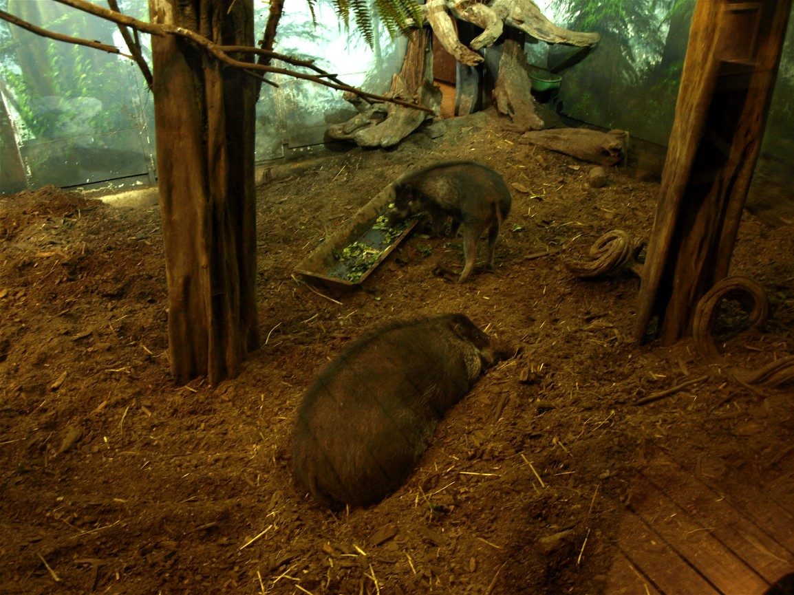 Rotterdam Zoo - Warty pig indoor exhibit