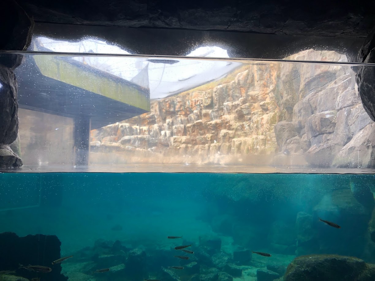 Rotterdamm Zoo- aquarium adjoining the sea bird aviary- 2022