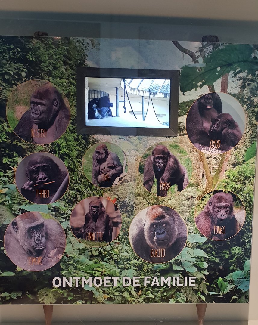 Rotterdams Gorilla's