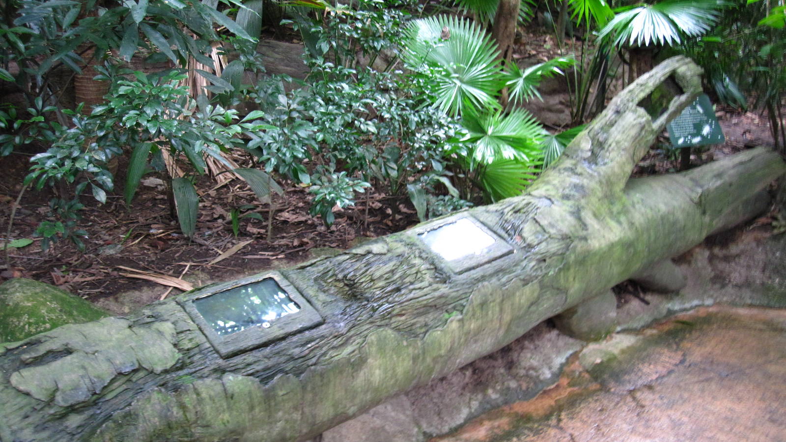 Rotting Log display, Fragile Forest - Singapore Zoo