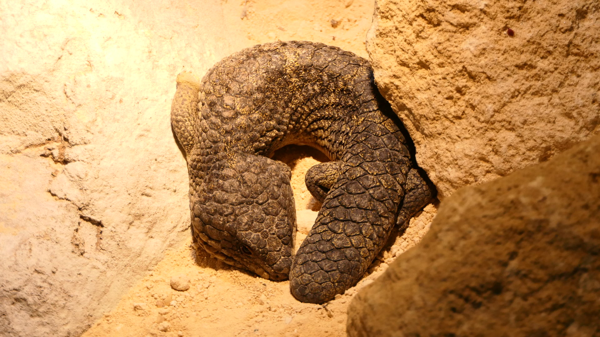 Rottnest Island Shingleback