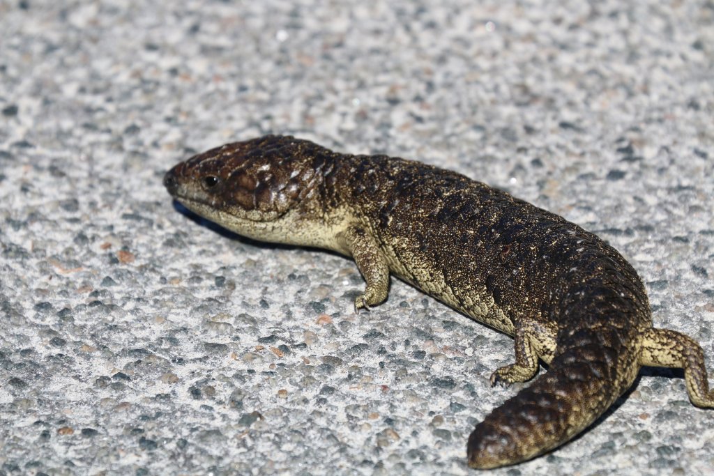 Rottnest Shingleback - Tiliqua rugosa konowi