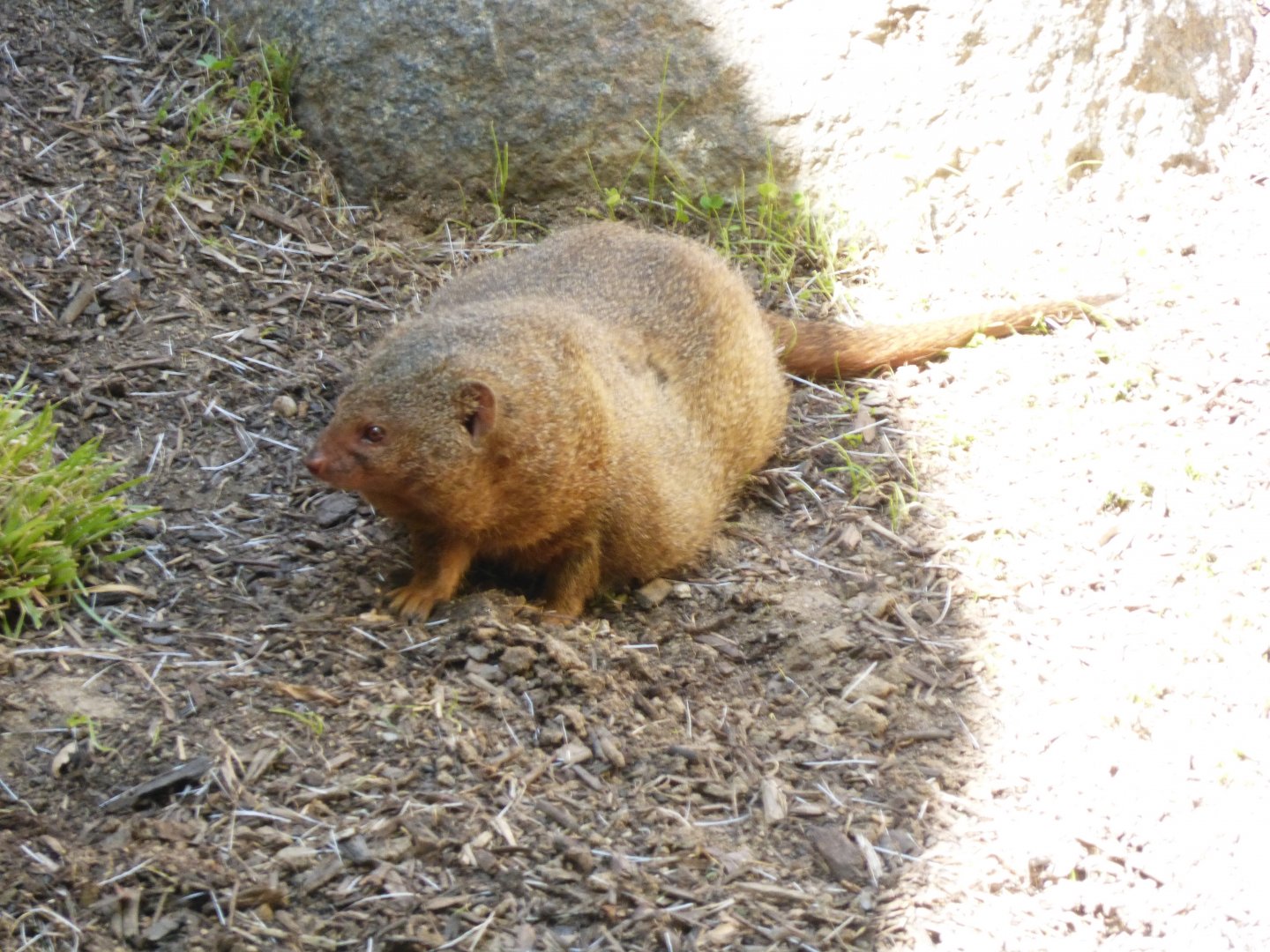 Rotund dwarf mongoose