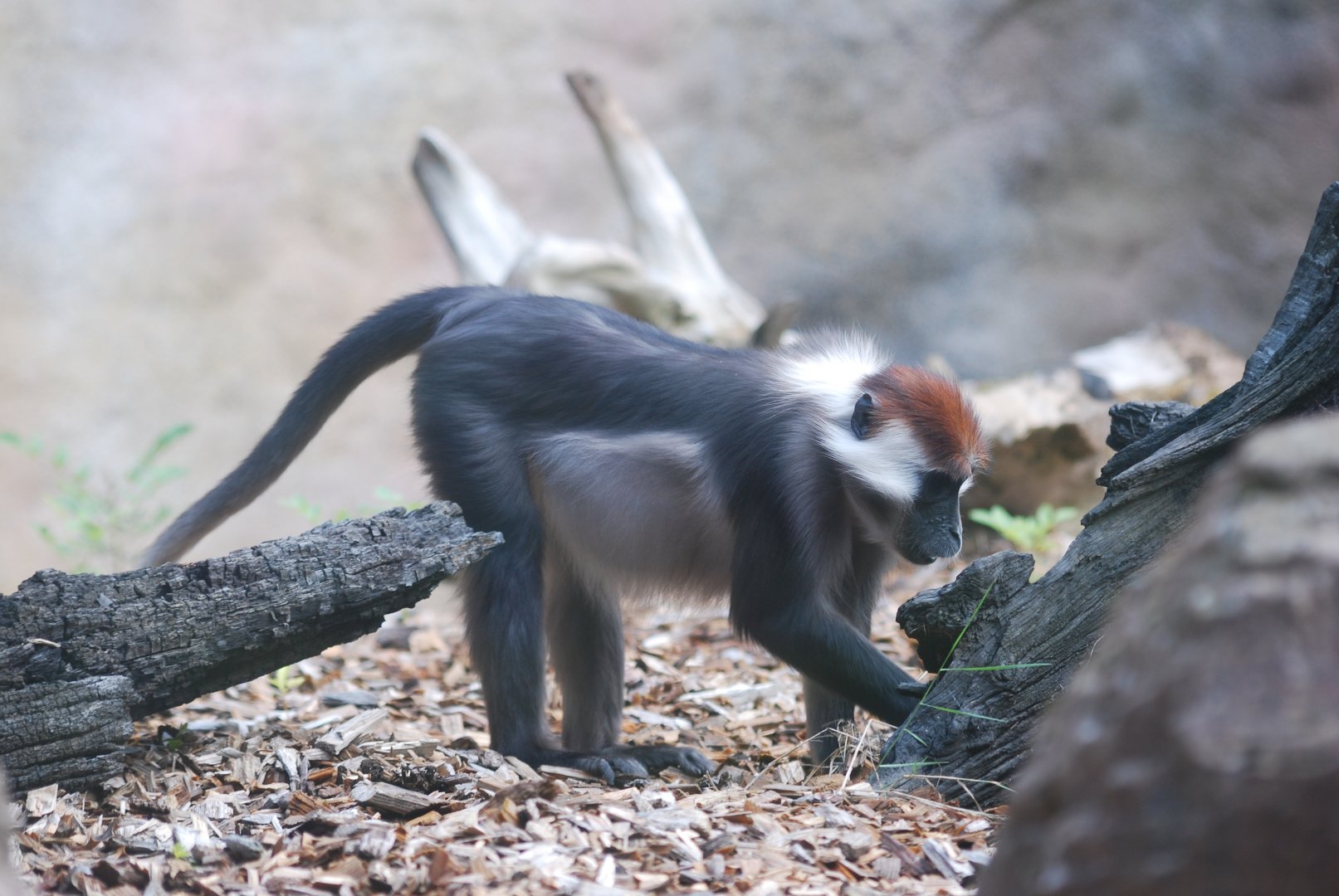 Rotund female mangabey