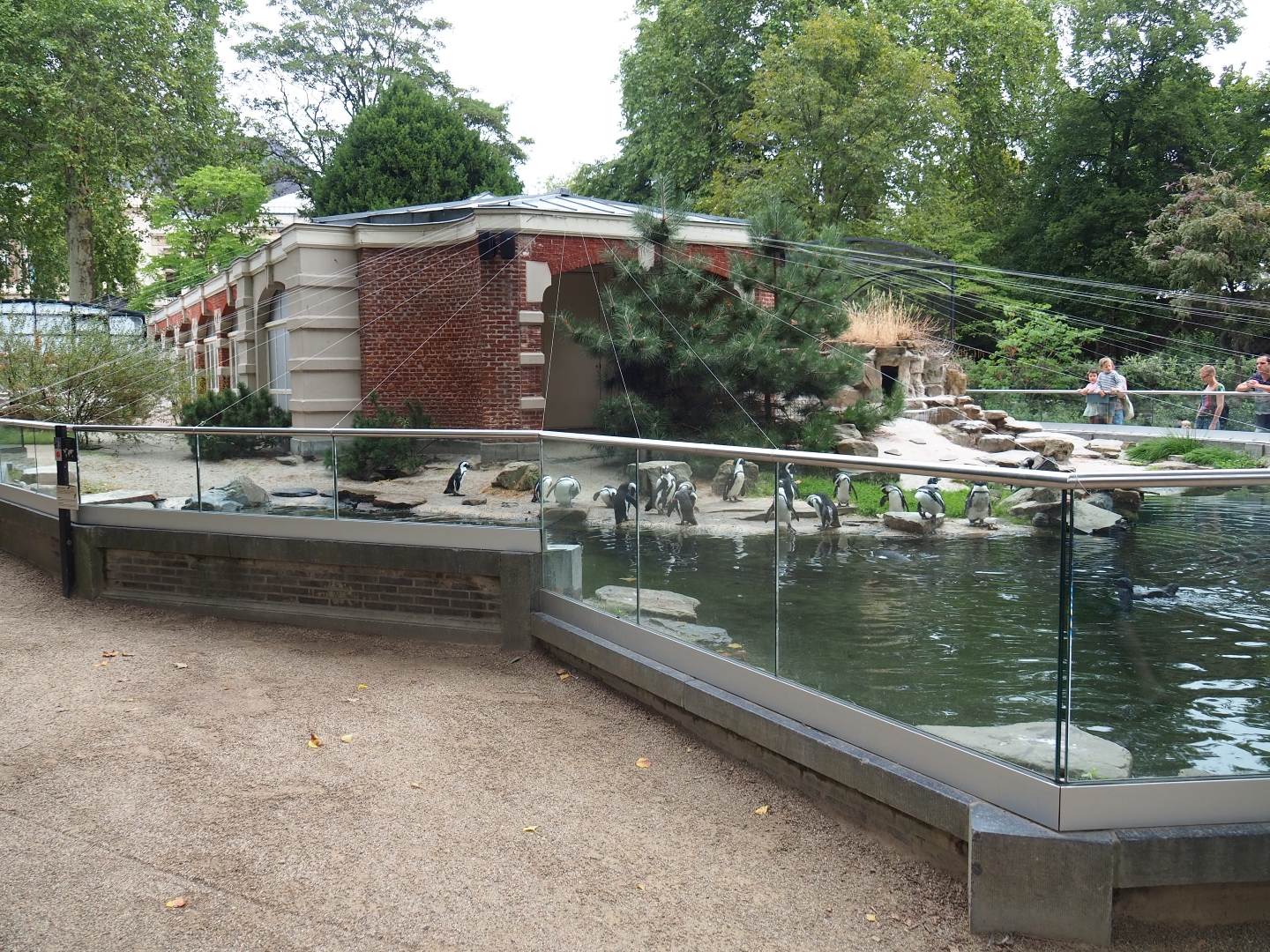 Rotunda Building - Black-footed penguin enclosure