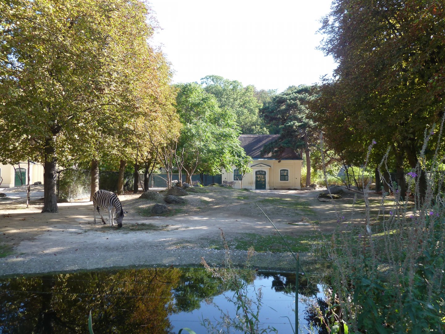 Rotunda - Burchell's zebra enclosure