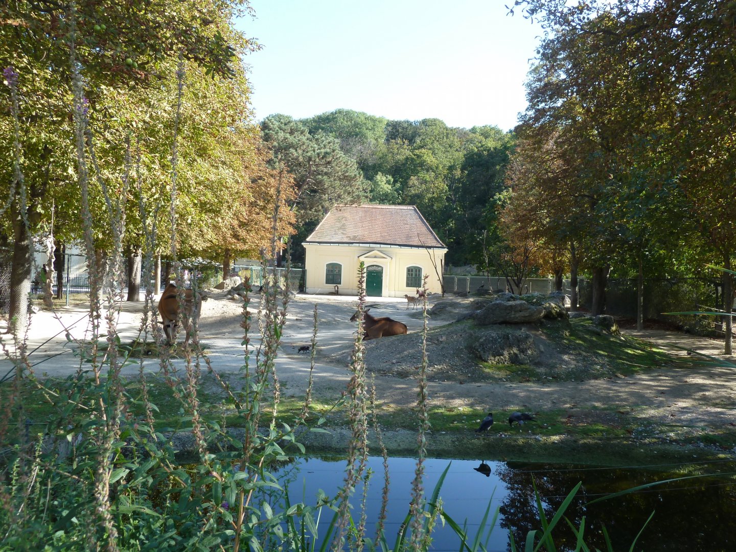 Rotunda - Mixed species encosure for blesbok and common eland