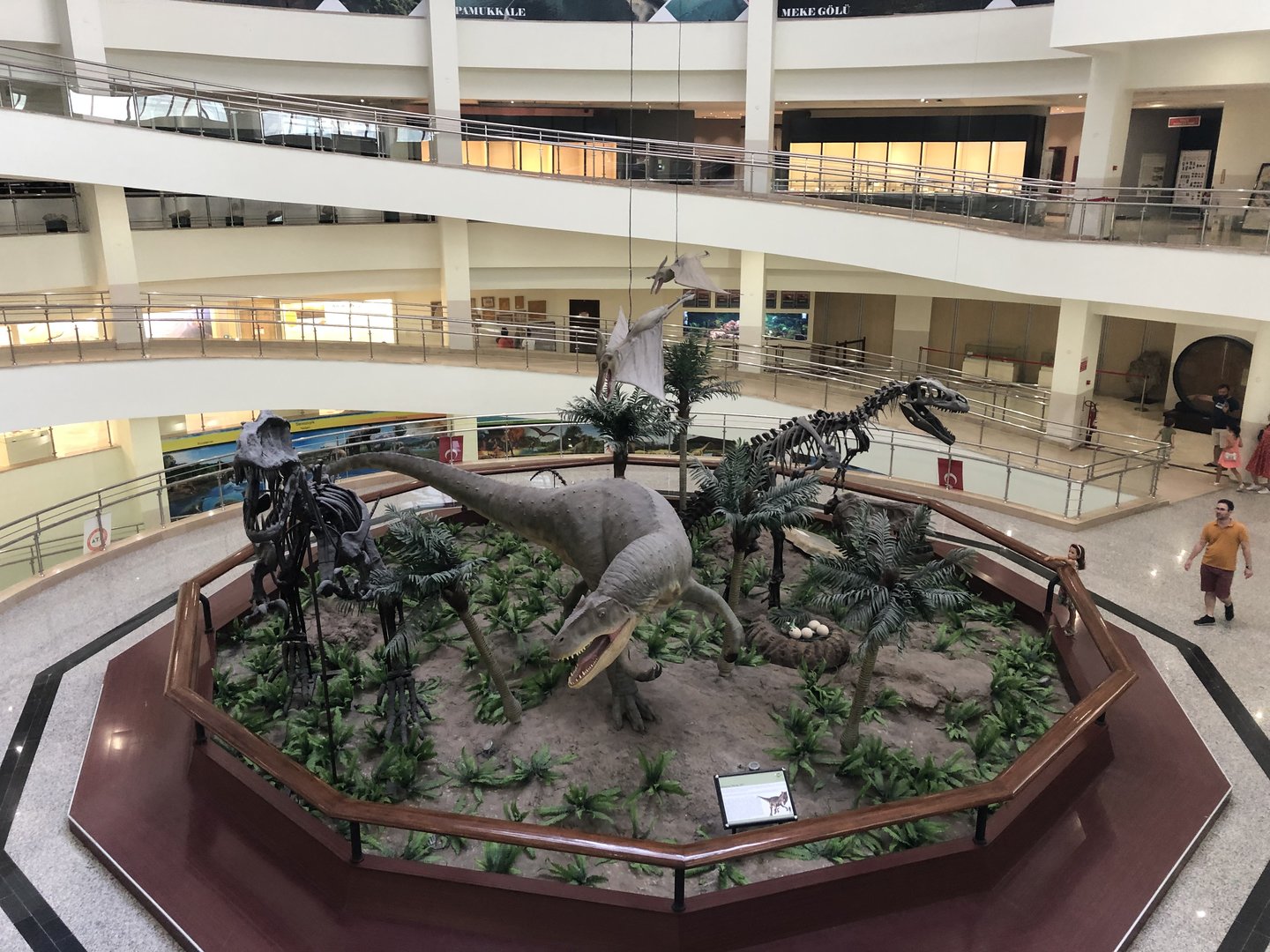 Rotunda of 1st floor of the MTA Natural History Museum