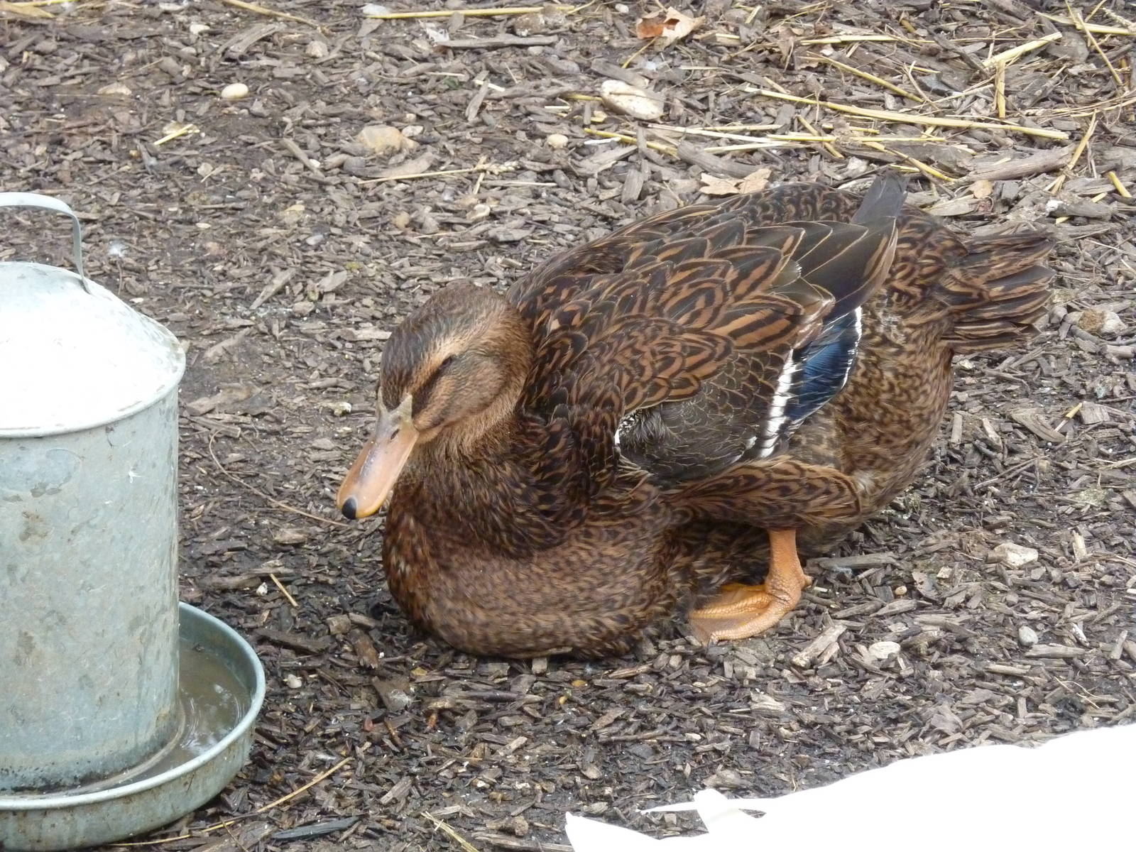 Rouen duck, 6th November 2012.