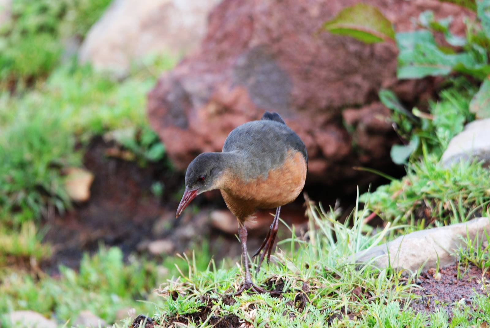 Rouget's Rail in Bale Mountains NP, 15/10/14
