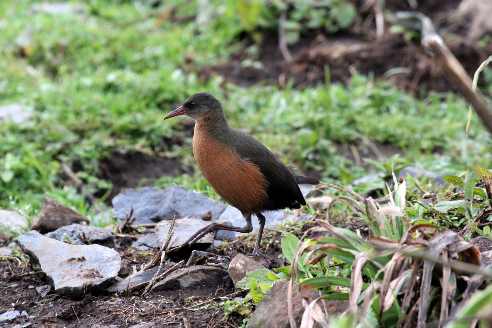 Rouget's Rail (Rougetius rougetii)