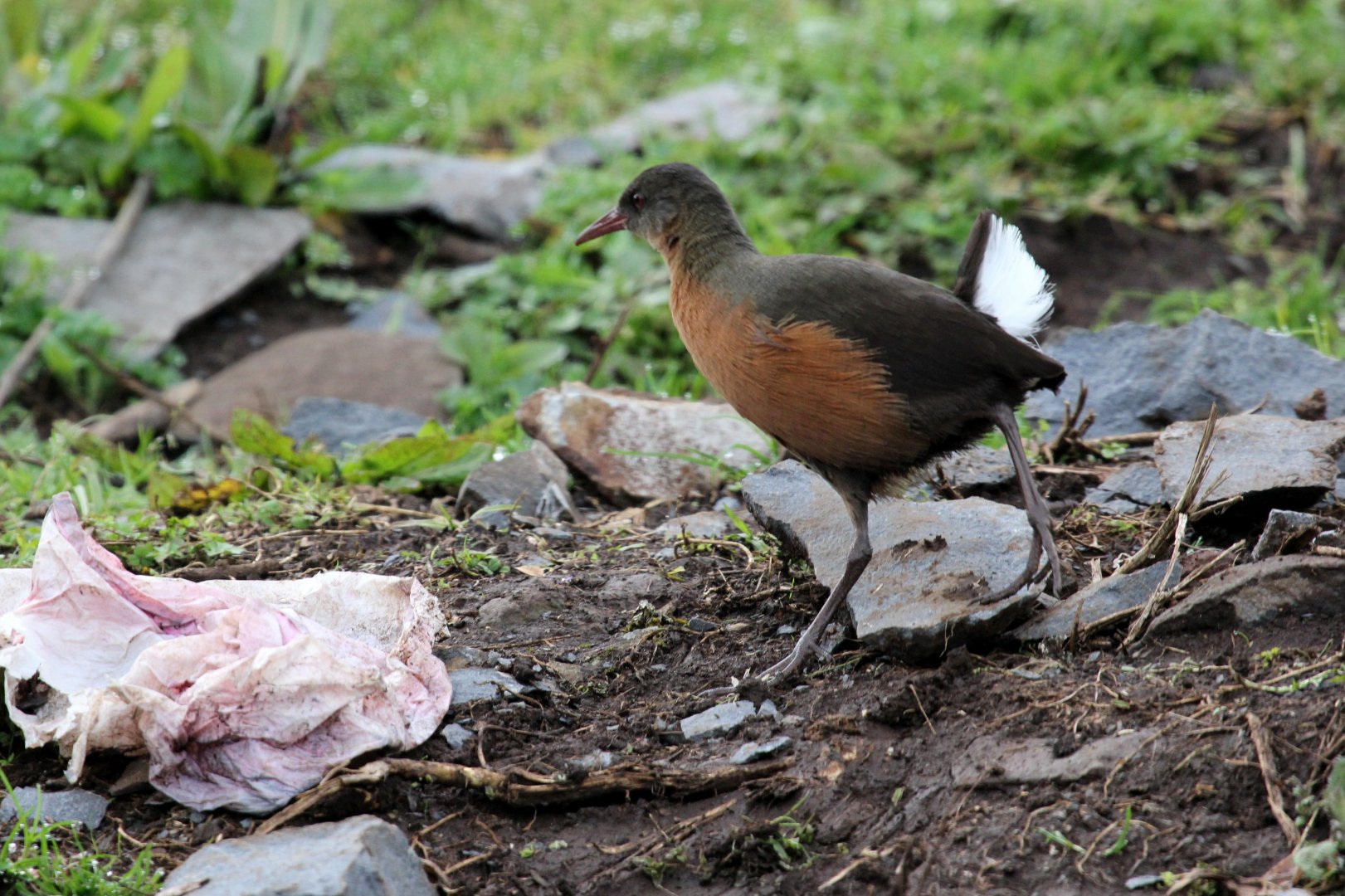 Rouget's Rail (Rougetius rougetii)